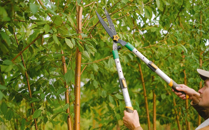 Tree trimming in Rockland, WI