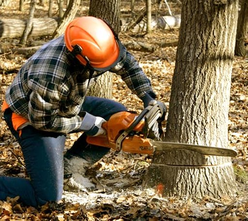 Tree Removal in Rockland, WI